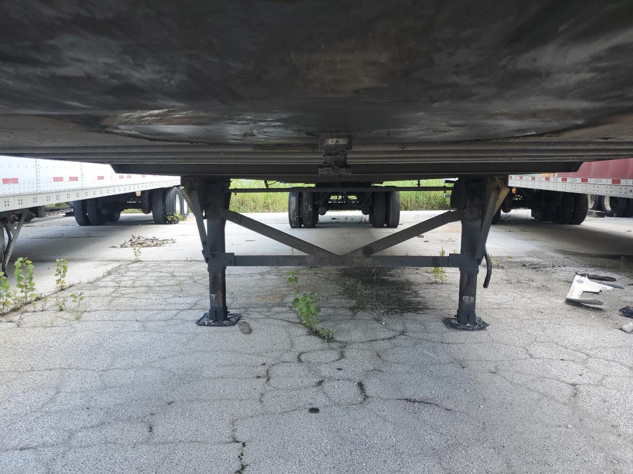 Great Dane Other Image 9